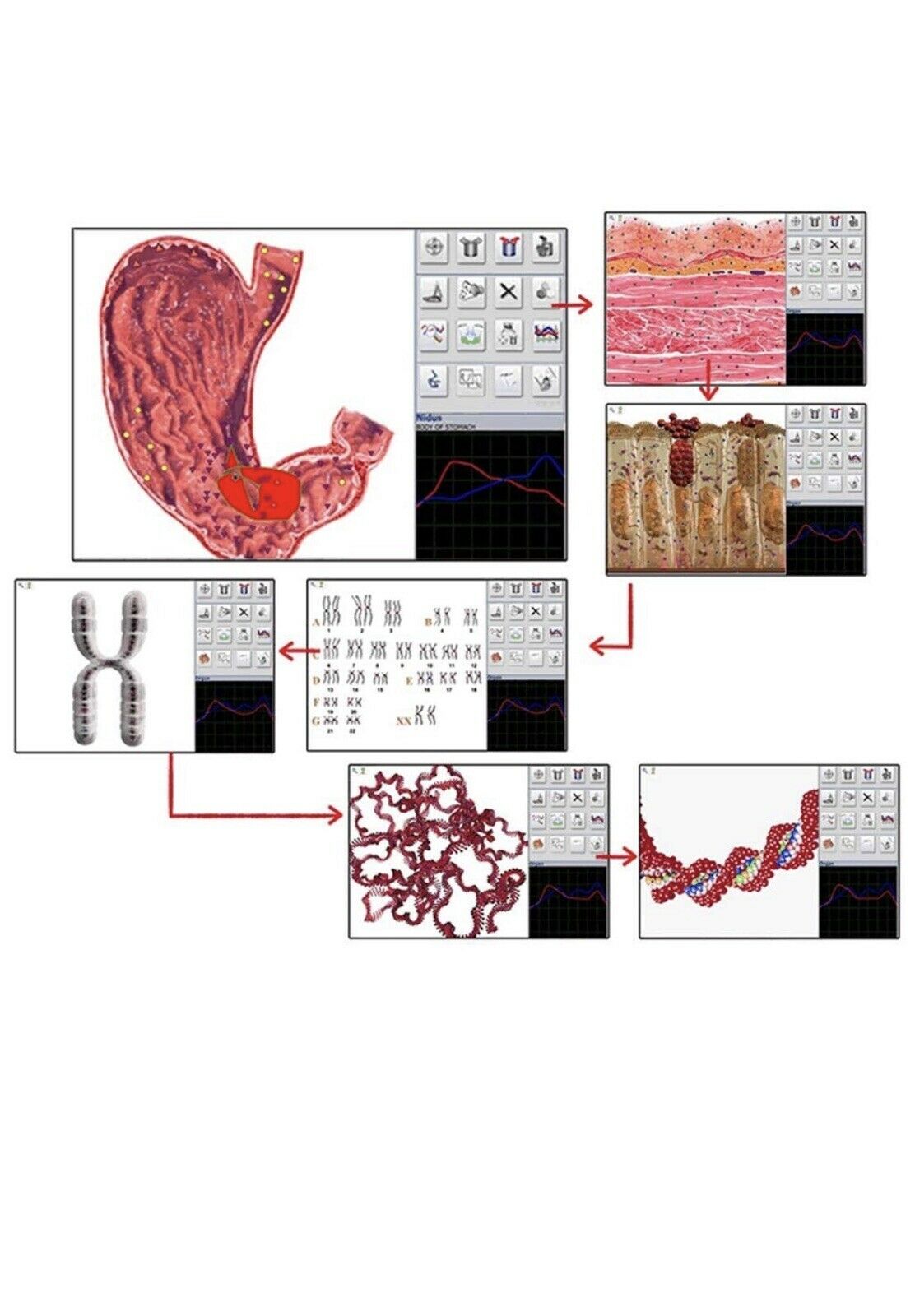 JYTop New Bio Resonance system Hunter 4025 NLS with Metapathia GR Software